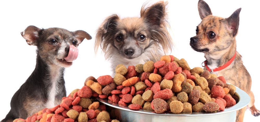 American Natural Premium Dog Food?