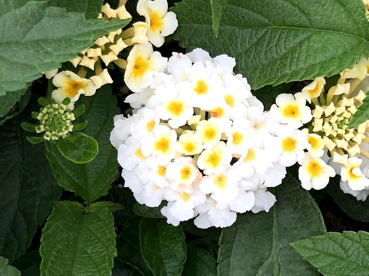 White Lantana