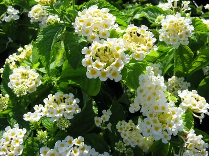 White Lantana