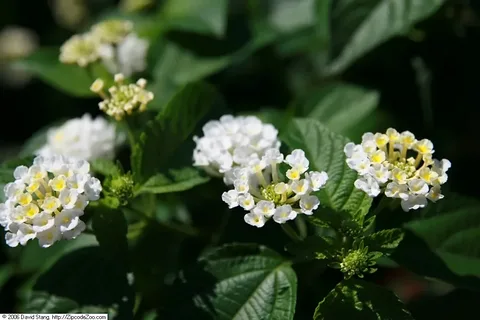 White Lantana